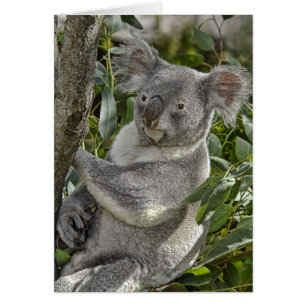 Koala Bear 2 Card