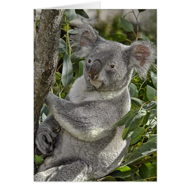 Koala Bear 2 Card (Front)
