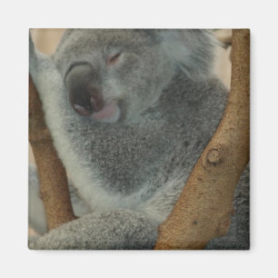 Koala Bear Aussi Safari Peace Love Nature Destiny Magnet
