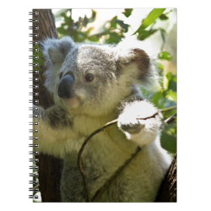Koala Bear Aussi Safari Peace Love Nature Destiny Spiral Notebook