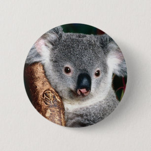 Koala Bear Australia Outback Country Animal Cute 6 Cm Round Badge