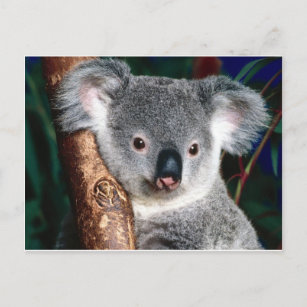 Koala Bear Australia Outback Country Animal Cute Postcard