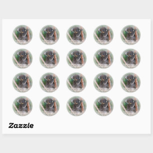 Koala Bear Bookplate Sticker