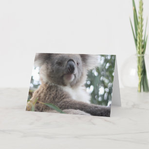 Koala Bear Facts Greeting Cards