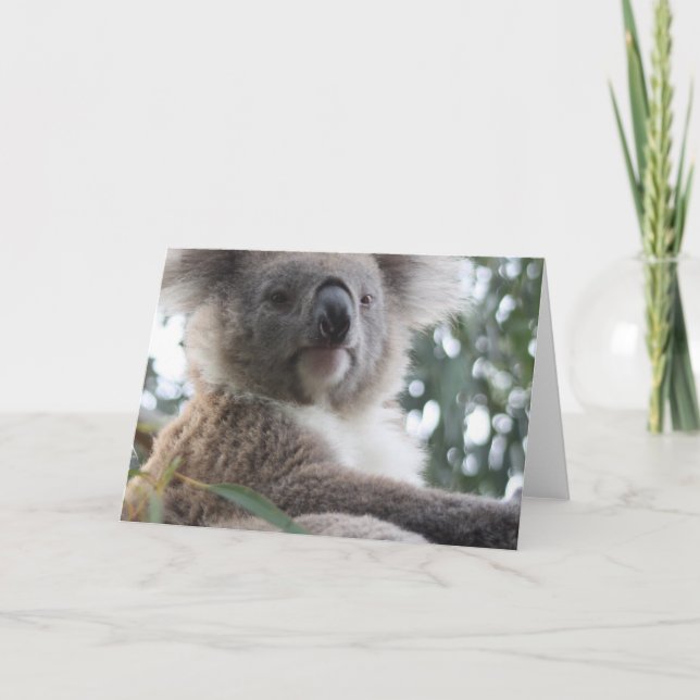 Koala Bear Facts Greeting Cards (Front)