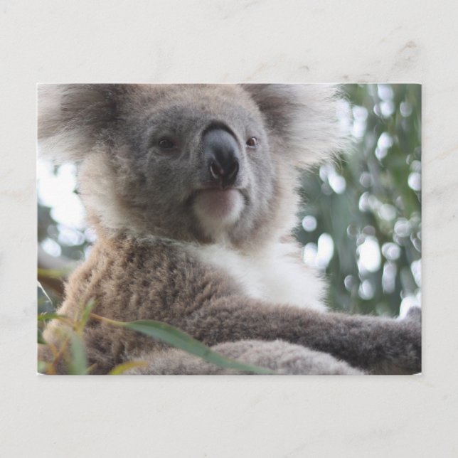 Koala Bear Facts Postcard (Front)