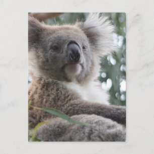 Koala Bear Facts Postcard