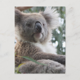 Koala Bear Facts Postcard