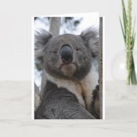 Koala Bear