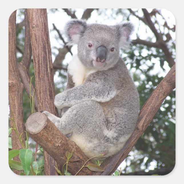 Koala Bear in a Tree Square Sticker (Front)