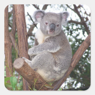Koala Bear in a Tree Square Sticker