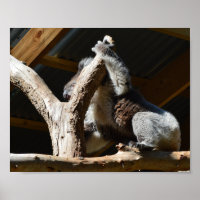 Koala Bear In Cubby House, Poster