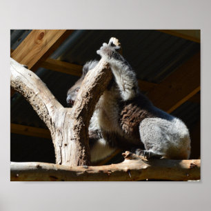 Koala Bear In Cubby House, Poster