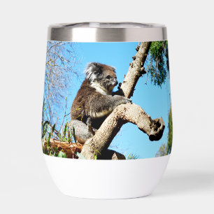 Koala Bear In Old Pine Tree,