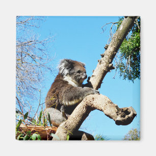 Koala Bear In Old Pine Tree, Fridge Magnet