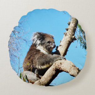 Koala Bear In Old Pine Tree, Round Cushion