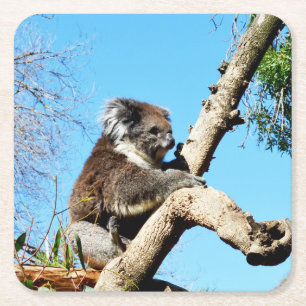 Koala Bear In Old Pine Tree,  Square Paper Coaster
