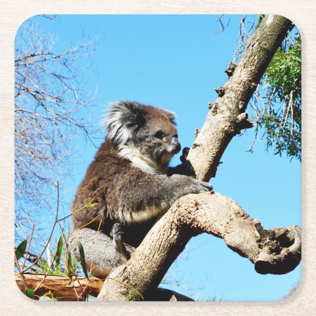 Koala Bear In Old Pine Tree,  Square Paper Coaster (Front)
