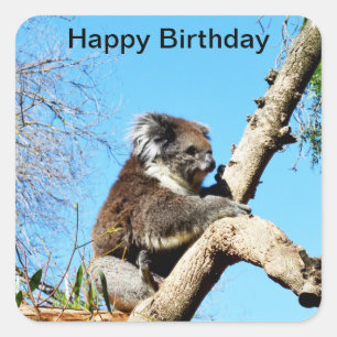 Koala Bear In Old Pine Tree,  Square Sticker