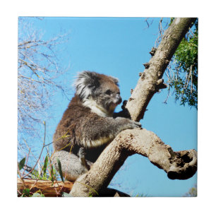 Koala Bear In Old Pine Tree,  Tile