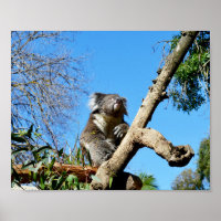 Koala Bear In Old Tree,