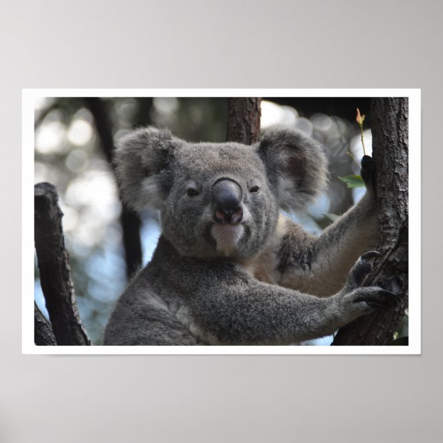 Koala Bear in Tree Poster (Front)