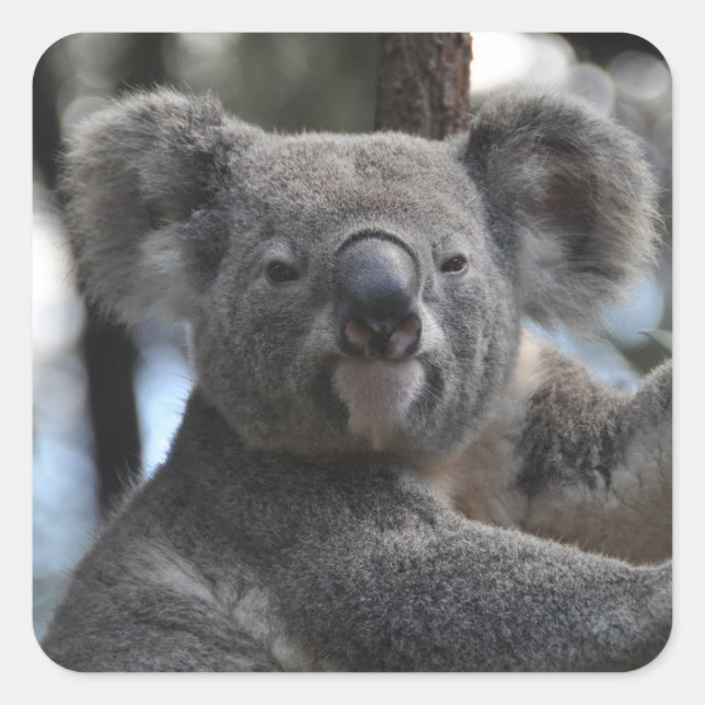 Koala Bear in Tree Square Sticker (Front)