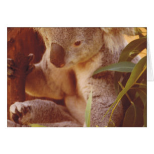 Koala Bear Love