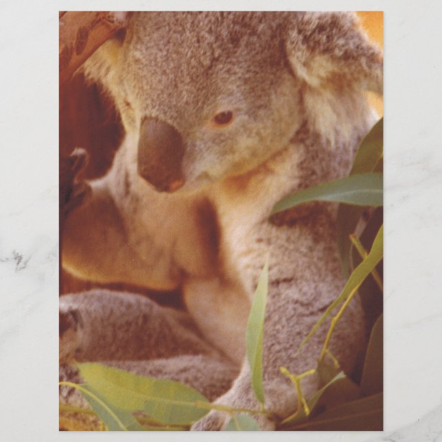 Koala Bear Love (Front)