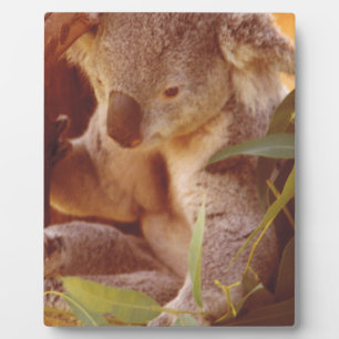 Koala Bear Love Plaque