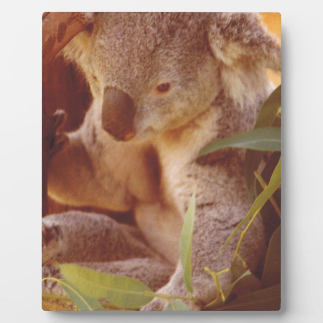 Koala Bear Love Plaque (Front)