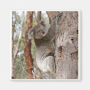 Koala Bear Magnet