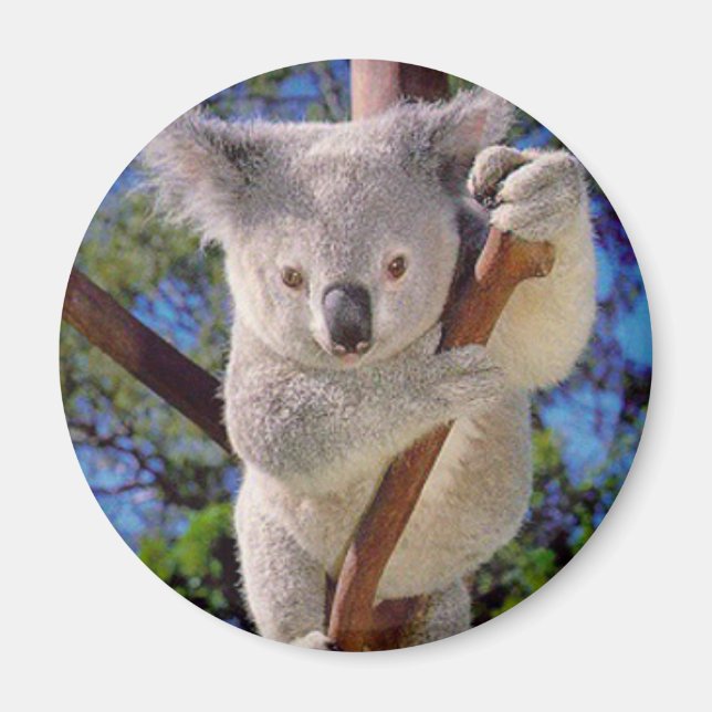 Koala Bear Magnet (Front)