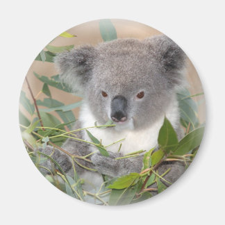 Koala Bear Magnet