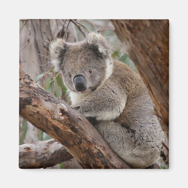 Koala Bear Magnet (Front)
