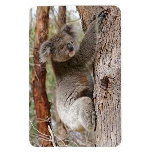 Koala Bear Magnet