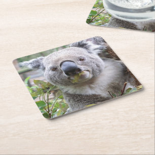 Koala Bear Paper Coaster