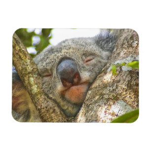 Koala Bear Photo Magnet