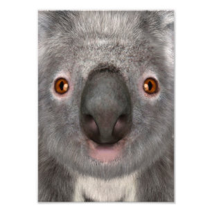 Koala Bear Photo Print