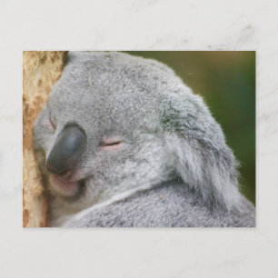Koala Bear Postcard