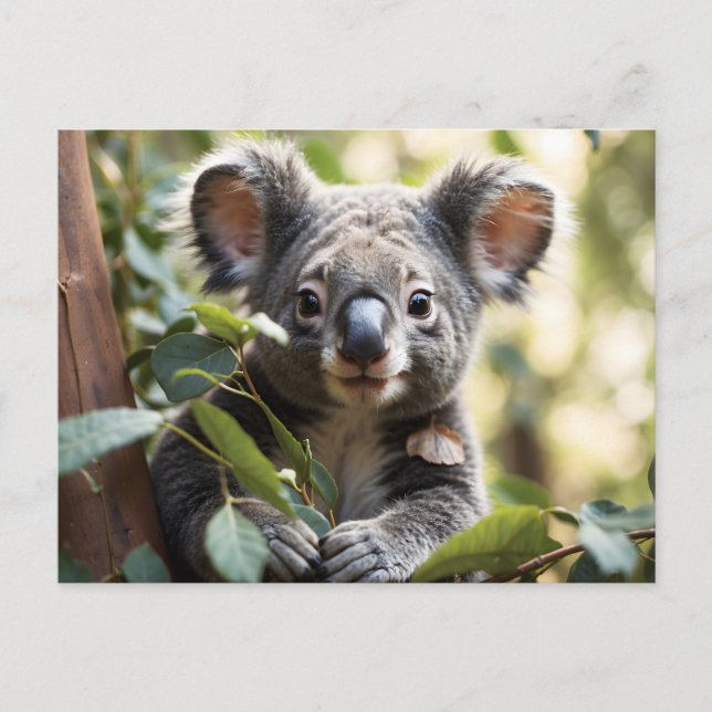 Koala Bear  Postcard (Front)
