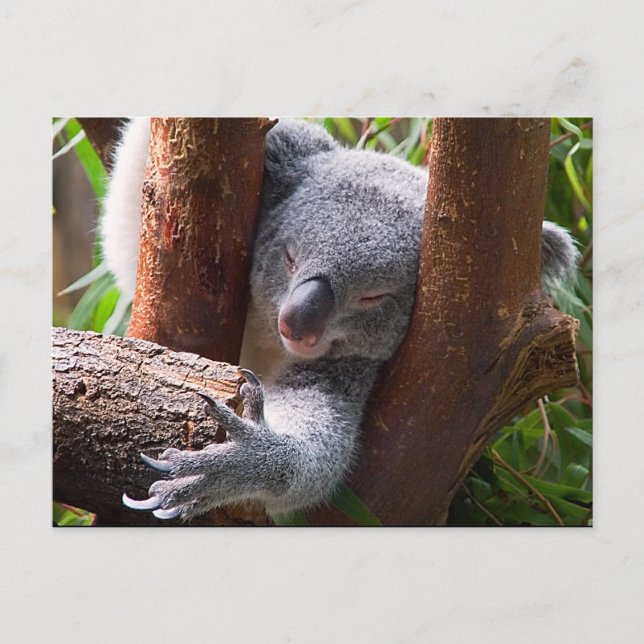 Koala Bear Postcard (Front)