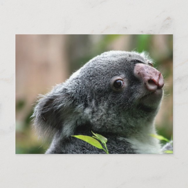 Koala Bear Postcard (Front)
