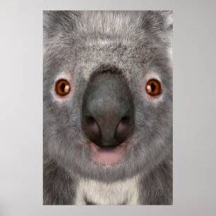 Koala Bear Poster