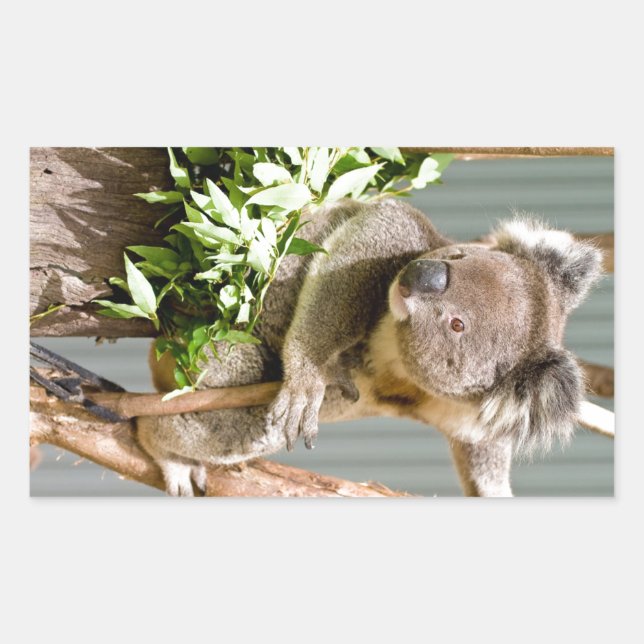 Koala Bear Rectangular Sticker (Front)