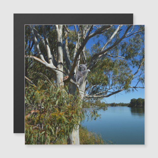 Koala Bear Sleeping In Gum Tree, (Front/Back)