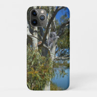 Koala Bear Sleeping In Gum Tree,