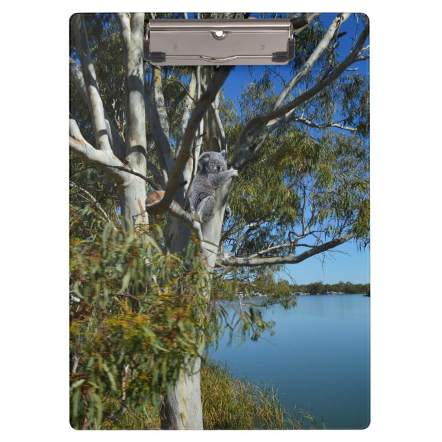 Koala Bear Sleeping In Gum Tree, Clipboard (Front)