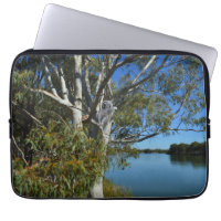 Koala Bear Sleeping In Gum Tree,