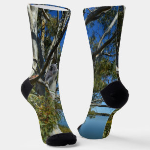 Koala Bear Sleeping In Gum Tree, Socks